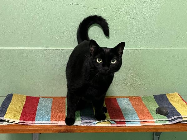 ESMERALDA  BELLISSIMA GATTINA Foto 7